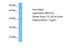 METTL22 Antibody, Novus Biologicals 100 &mu;L; Unconjugated:Antibodies,